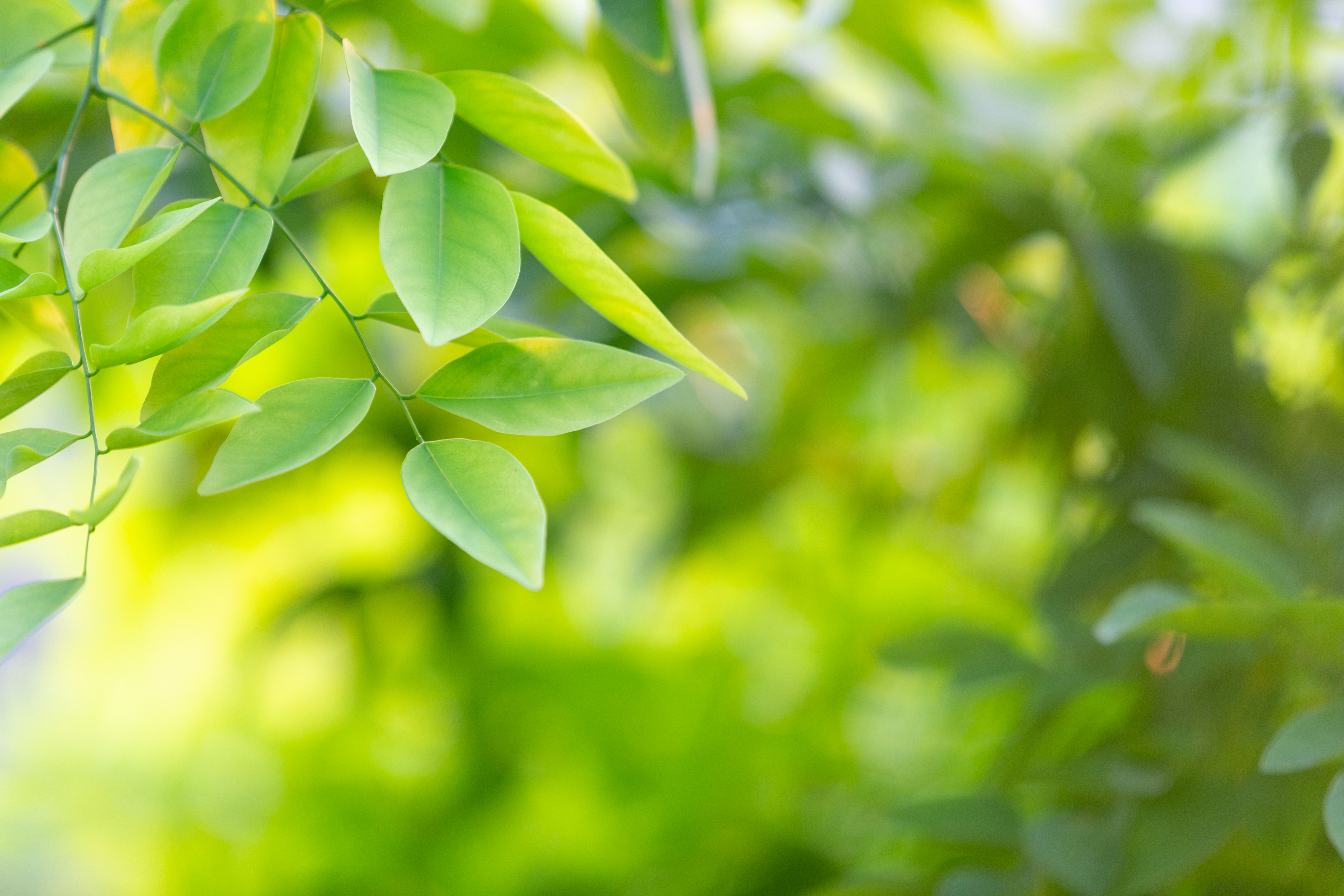 background leafs